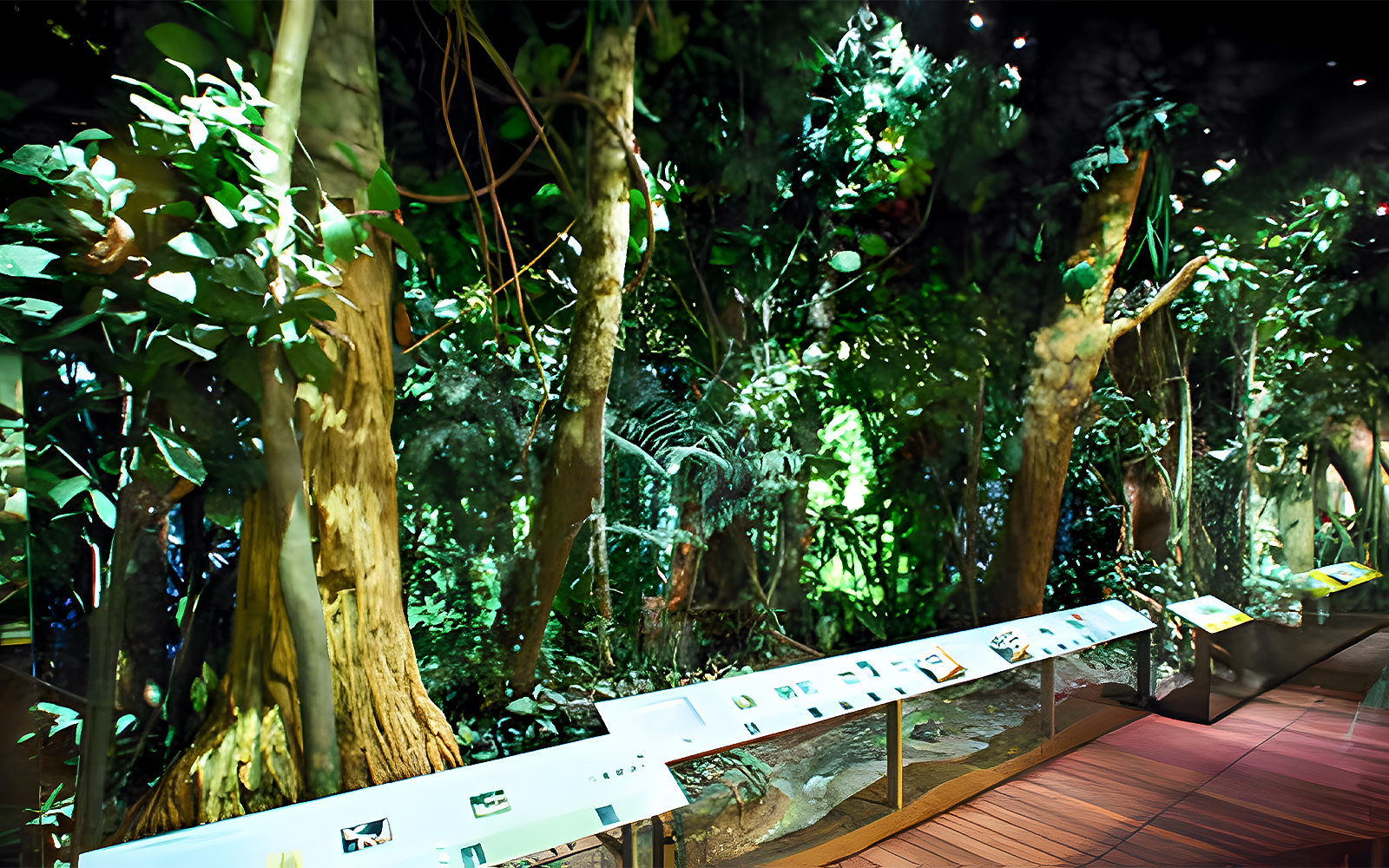 The Dzanga-Sangha Rain Forest exhibit, part of Theodore Roosevelt Hall of Biodiversity in the American Museum of Natural History