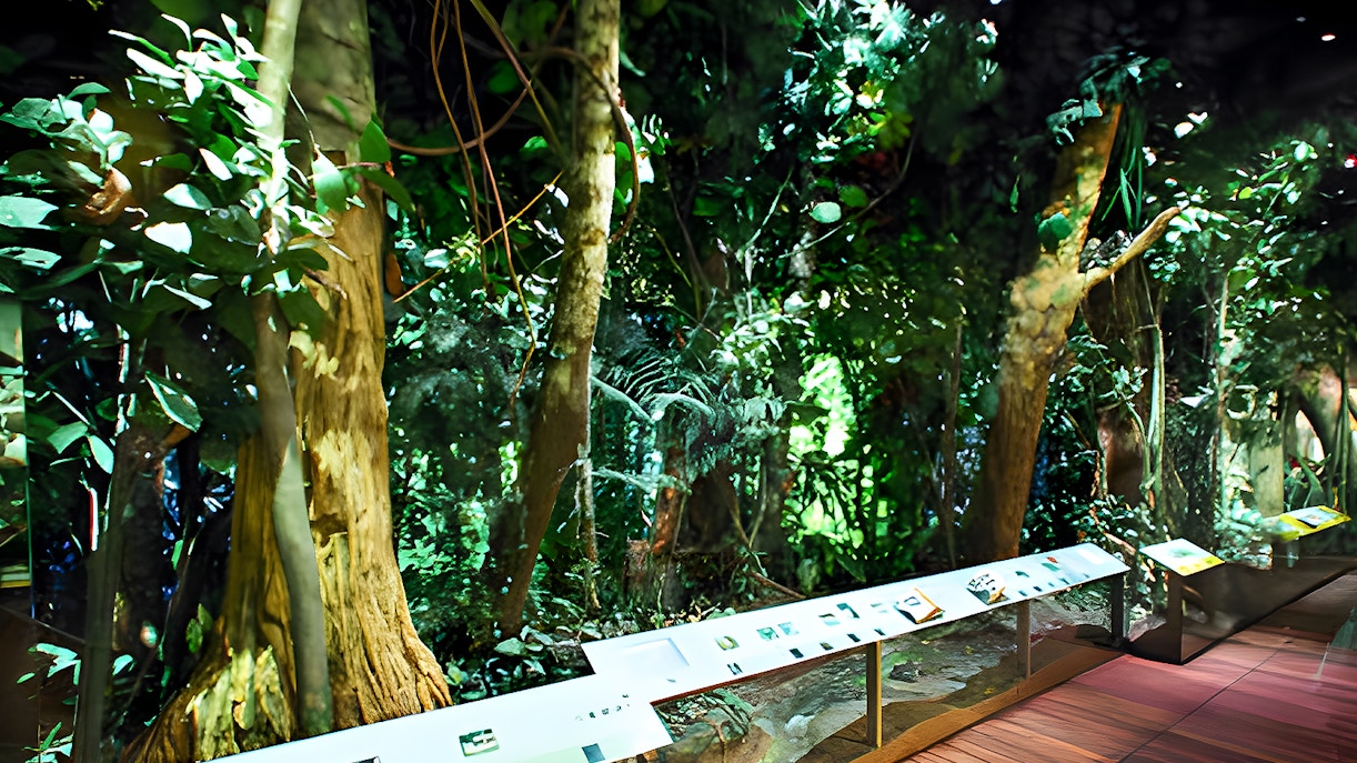 The Dzanga-Sangha Rain Forest exhibit, part of Theodore Roosevelt Hall of Biodiversity in the American Museum of Natural History