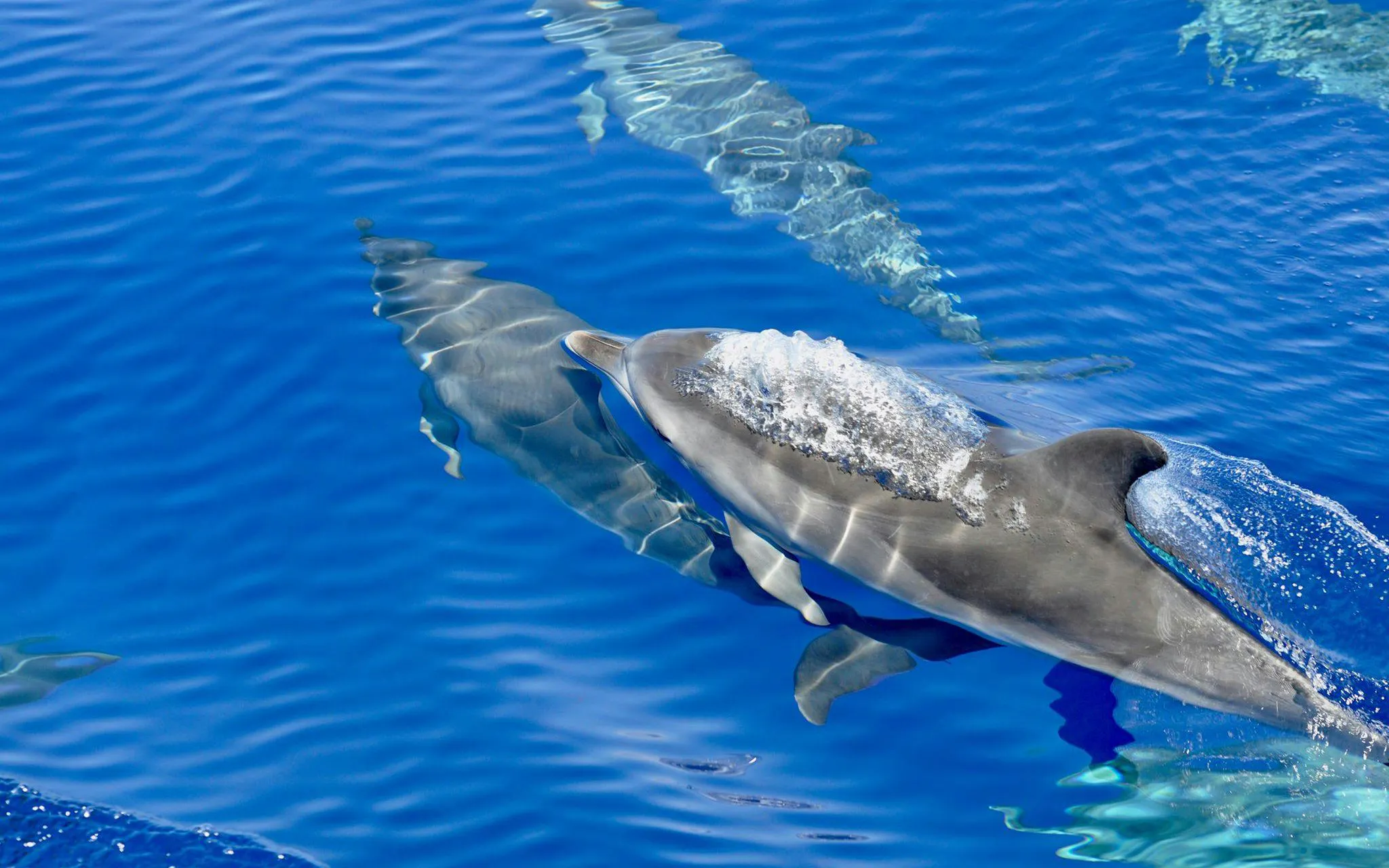 Dolphins swimming in clear blue ocean near Funchal during a catamaran tour.