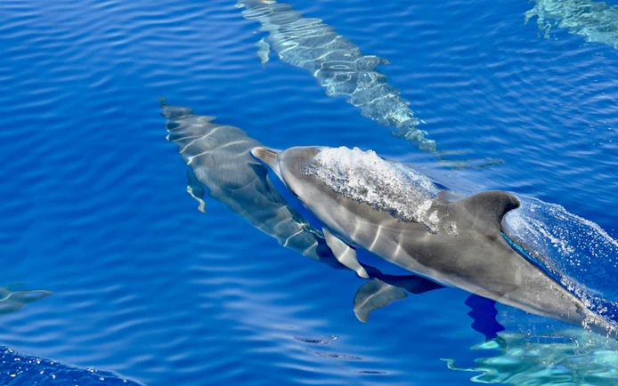 Dolphins swimming in clear blue ocean near Funchal during a catamaran tour.
