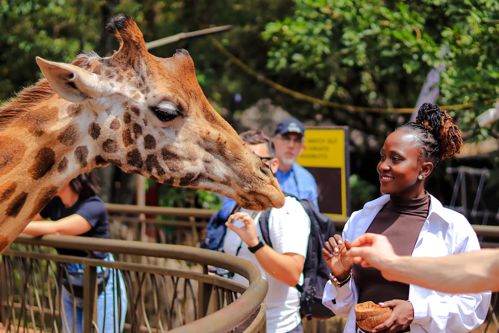 Giraffe feeding interaction at Nairobi wildlife center.