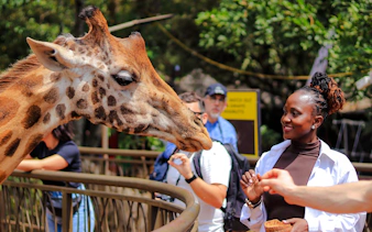 Giraffe feeding interaction at Nairobi wildlife center.