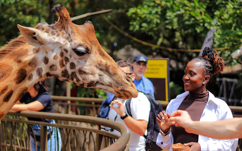Giraffe feeding interaction at Nairobi wildlife center.