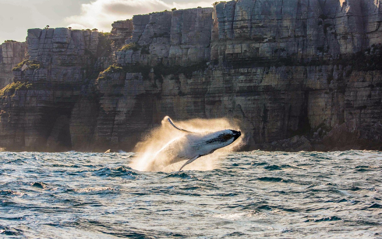 Whale breaching near cliffs off Sydney coast.