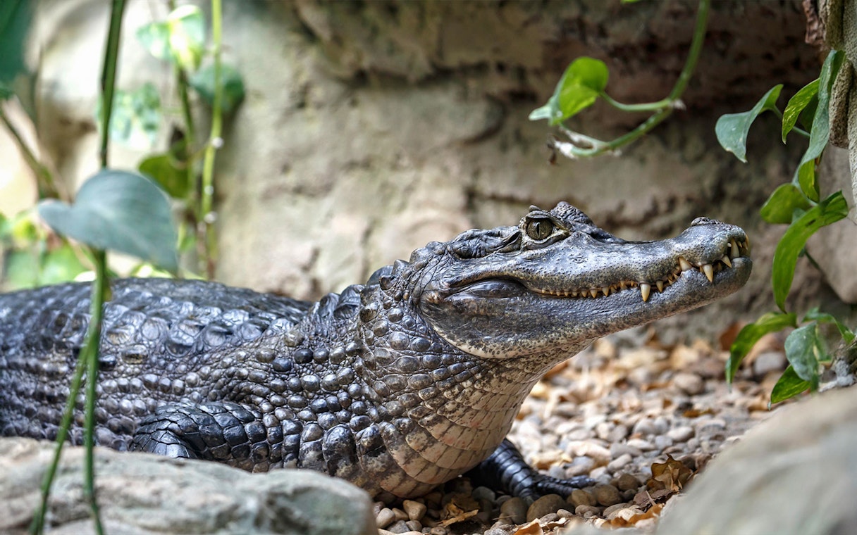 Crocodile resting among rocks and plants at Out of Africa Wildlife Park.