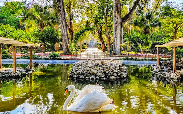 Swan swimming in a pond at a lush garden in Mdina, Malta.