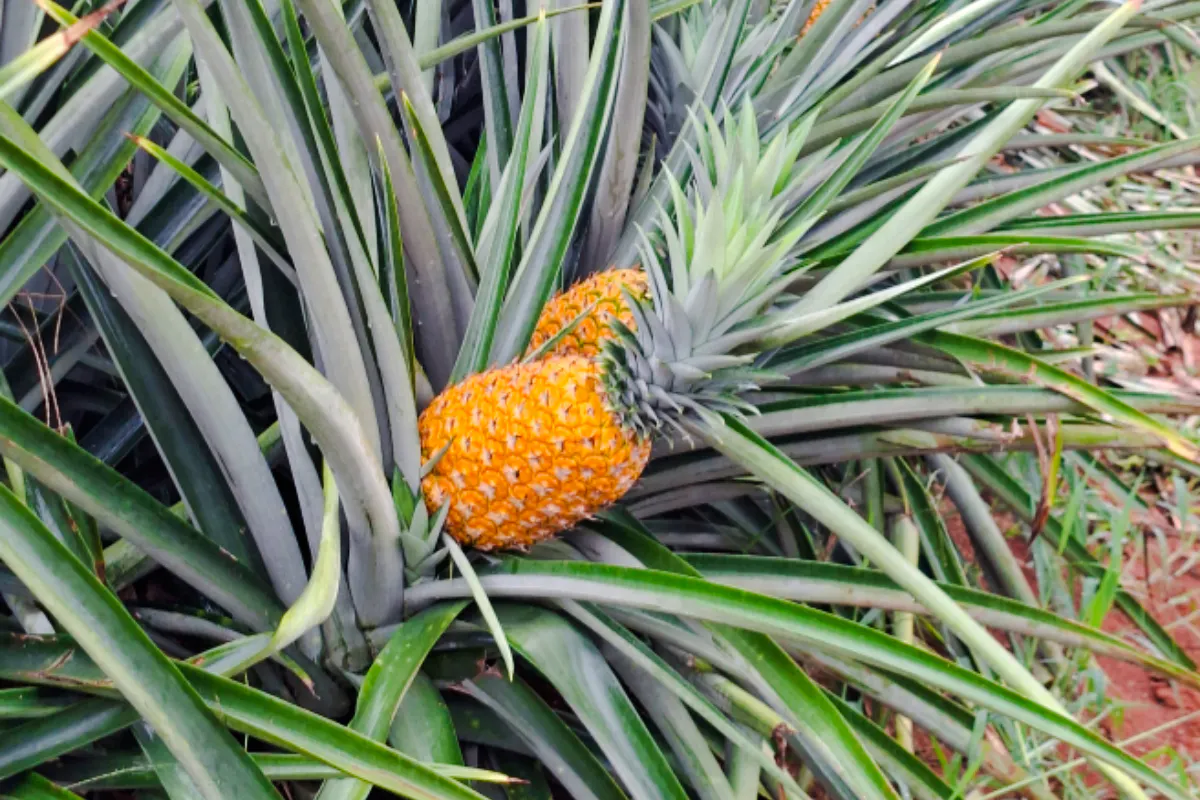from panama city: pineapple farm tour with tasting-1