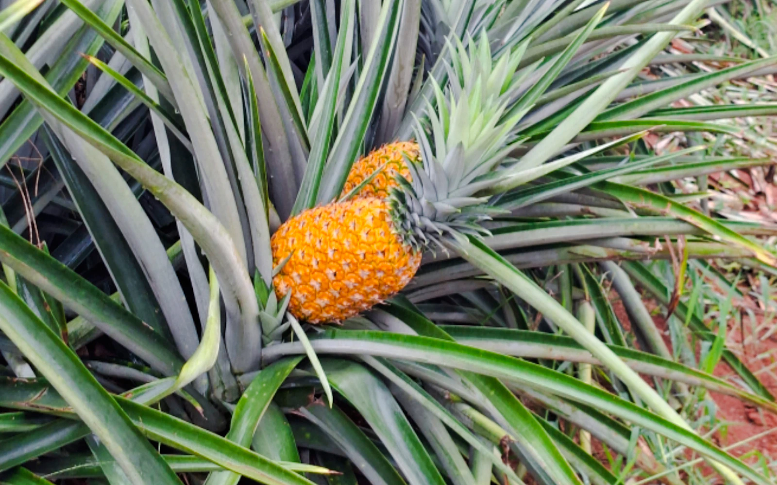 From Panama City: Pineapple Farm Tour with Tasting (Product 53794)