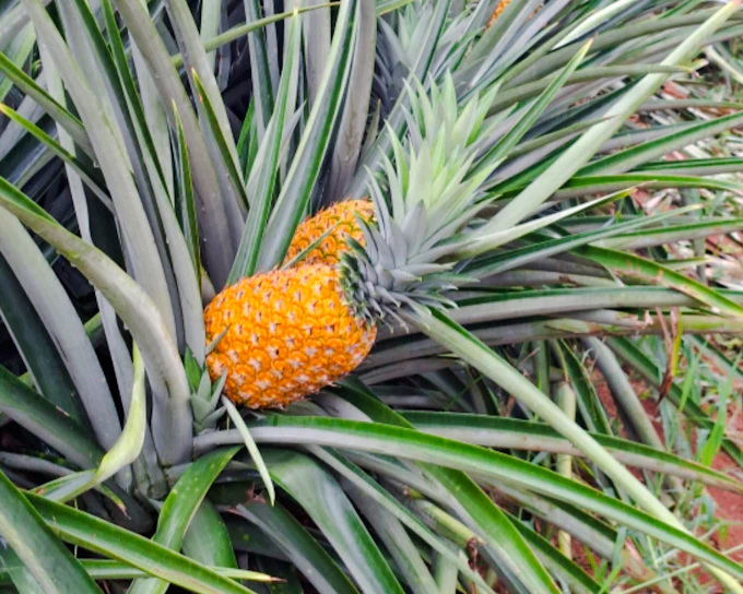 From Panama City: Pineapple Farm Tour with Tasting (Product 53794)