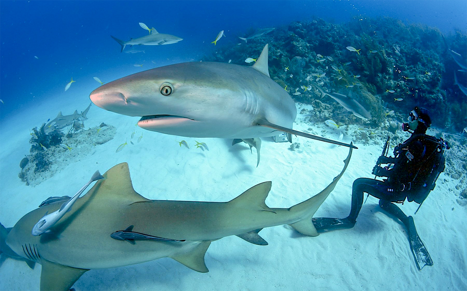 Visita il Dubai Aquarium e Underwater Zoo - biglietti per Dubai Aquarium