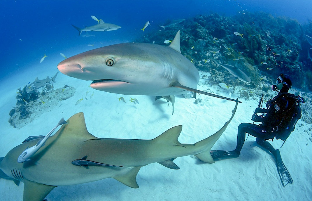 Dubai Aquarium & Underwater Zoo Tickets