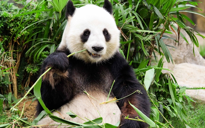 Panda eating bamboo at Everland Zoo, Seoul.