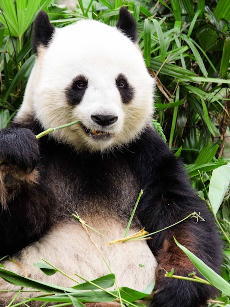 Panda eating bamboo at Everland Zoo, Seoul.