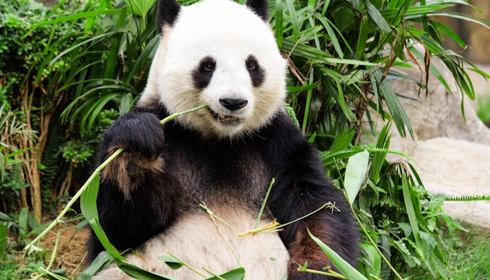 Everland Seoul tickets - Visit The Pandas