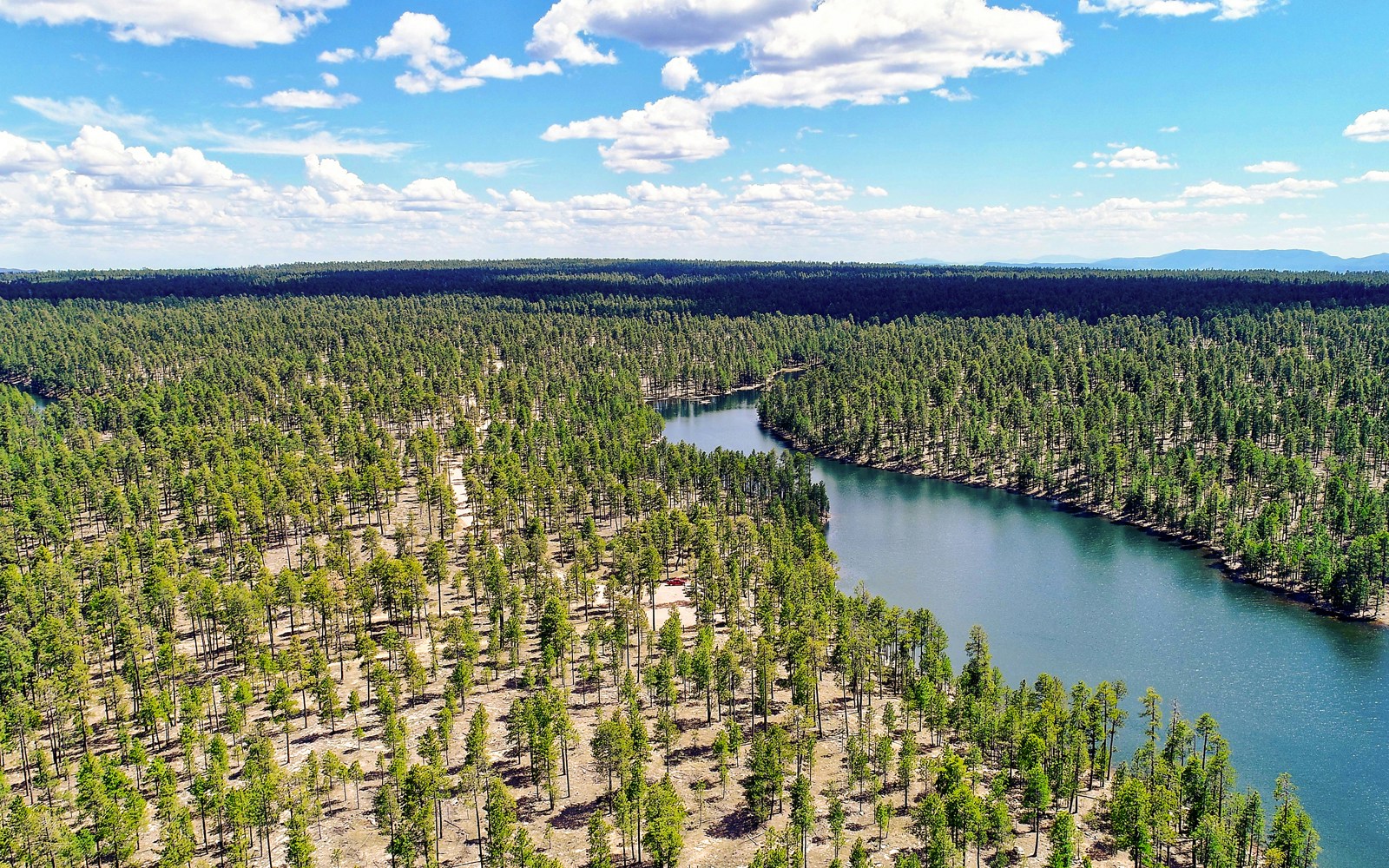Aerial view of Kaibab National Forest, showcasing dense pine trees and rugged terrain in Arizona.