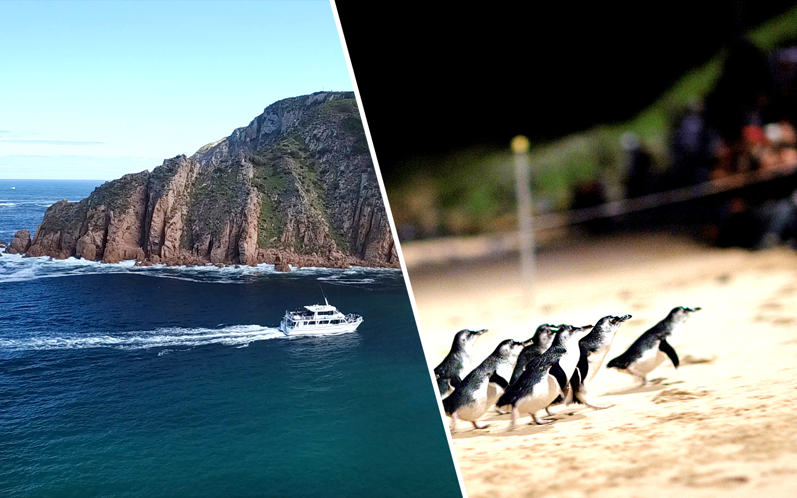 Combo (Save 6%): Phillip Island Cape Woolamai Morning Cruise + Nature Parks Penguin Parade Tickets