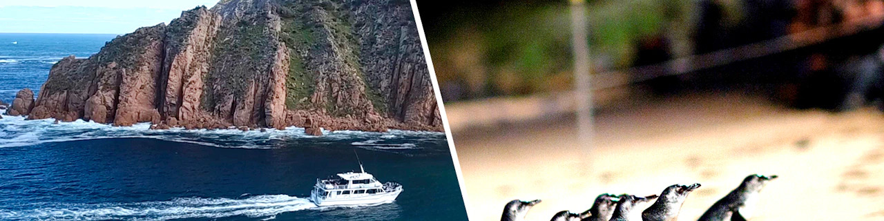 Combo: Crociera mattutina a Cape Woolamai a Phillip Island + Biglietti per la parata dei pinguini a Phillip Island