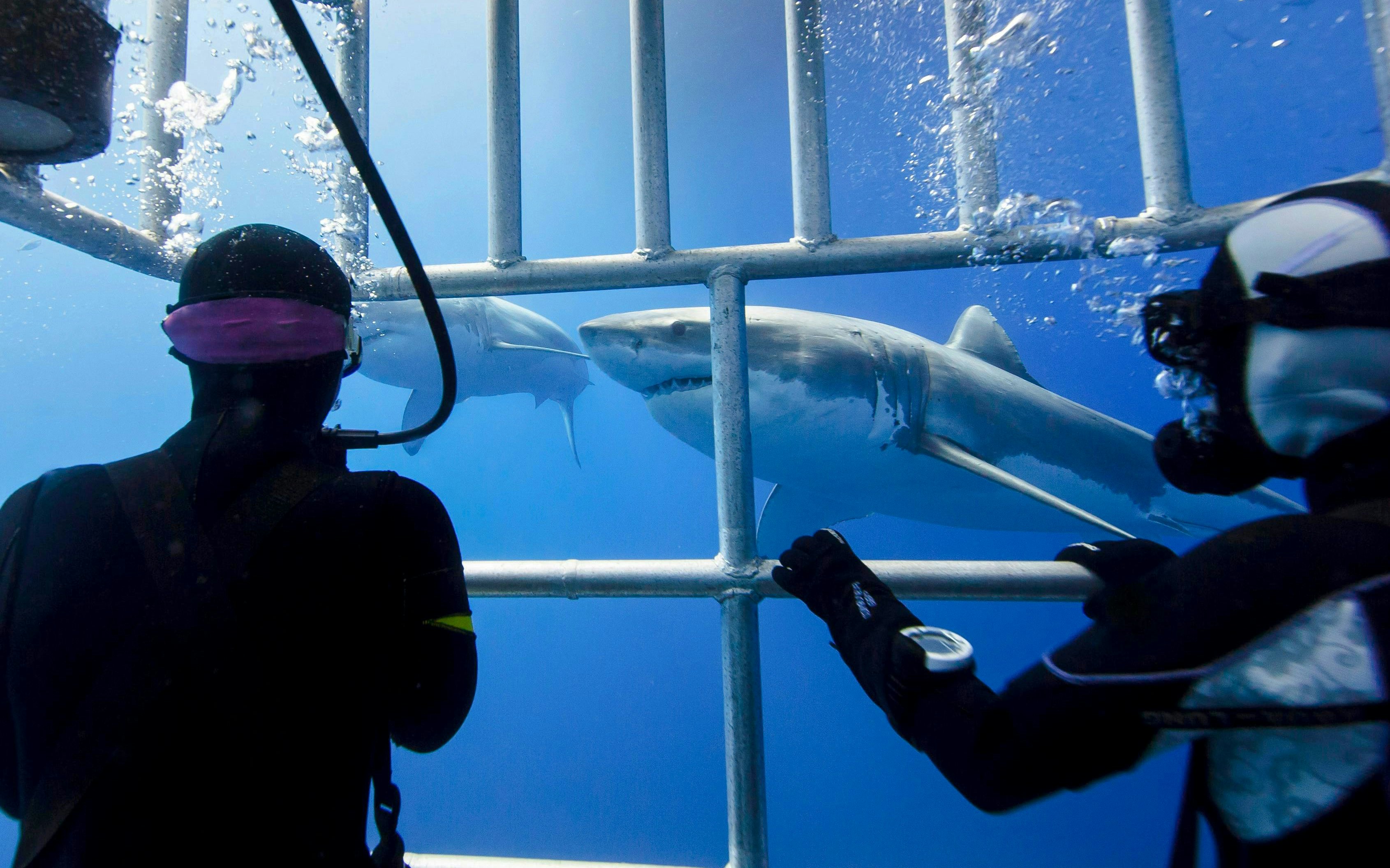 Scuba divers in a cage observing great white sharks underwater.