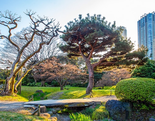 Pine trees surrounding a tranquil pond in Hamarikyu Gardens, Tokyo.