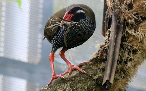 Bird perched on a branch in Okinawa, part of the Hip Hop Bus Tour C Course.