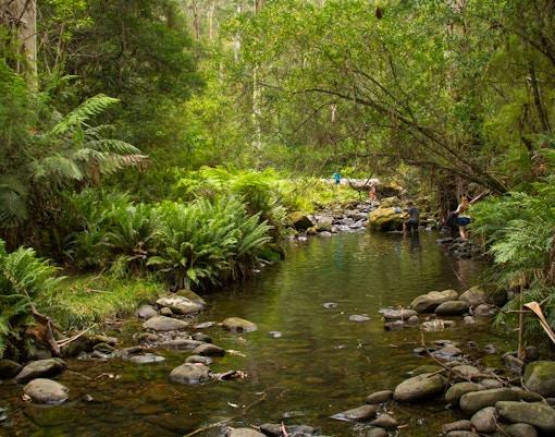 Kennett River Koala Walk