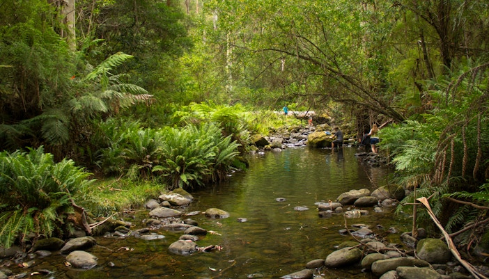 Eucalyptus trees at Kennett River along the Great Ocean Road.