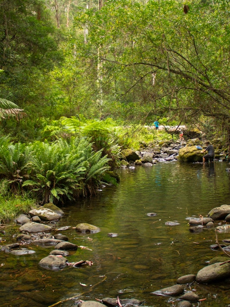 Stream surrounded by lush greenery at Kennett River, Great Ocean Road.