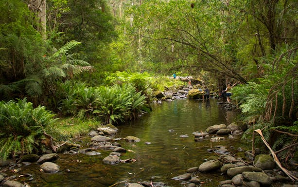 Stream surrounded by lush greenery at Kennett River, Great Ocean Road.