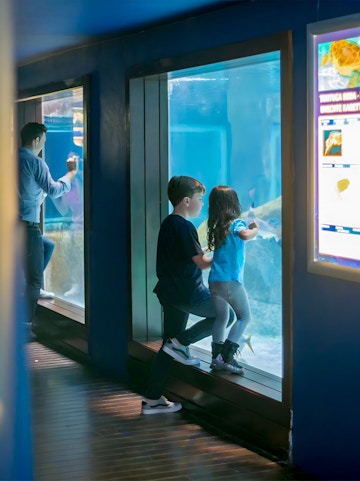 Children observing marine life at Marineland Mallorca aquarium.