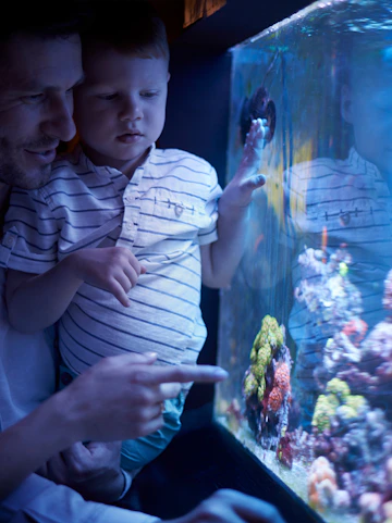 Father and child observing colorful coral in aquarium exhibit.