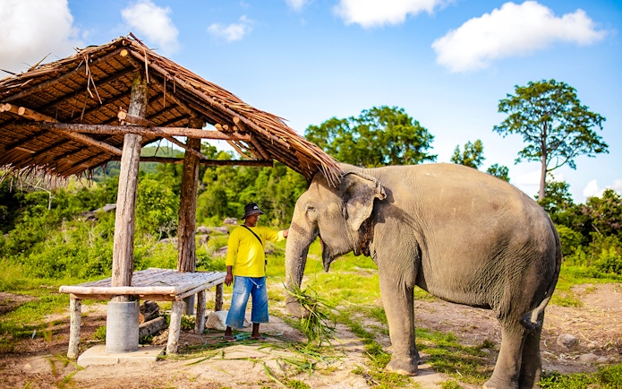 Elephant with mahout at Bukit Elephant Park, standing near a rustic shelter.