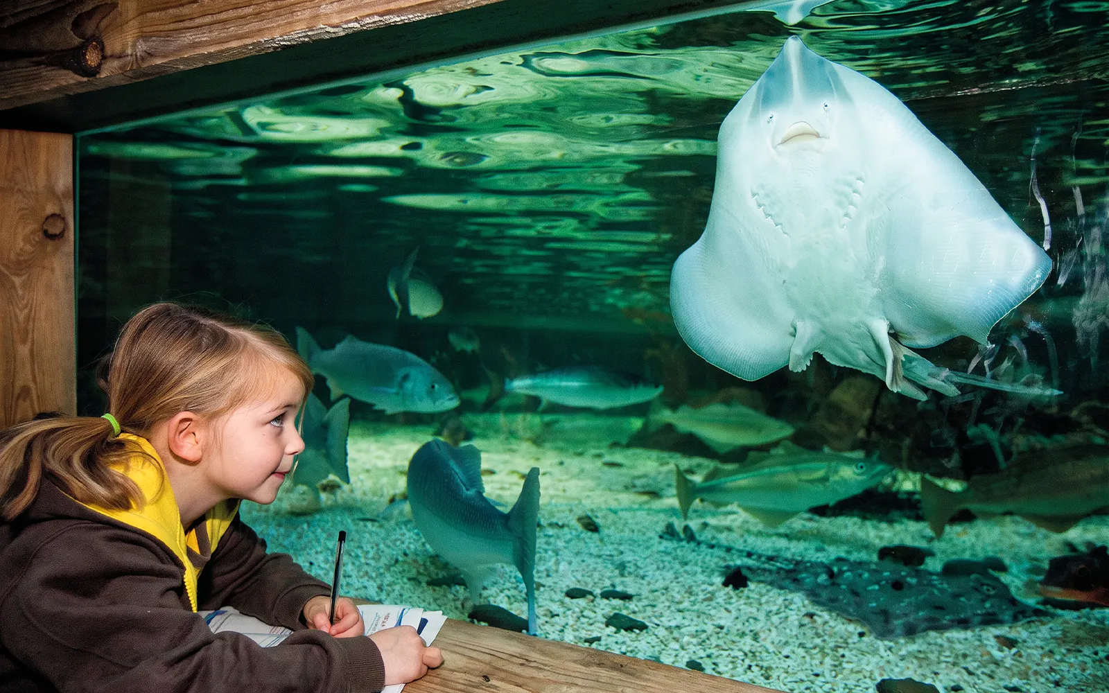 Girl observing stingray in large aquarium at Sea Life New Jersey.