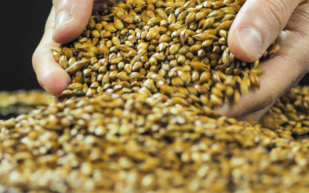 Hands mixing caramelized malt for whiskey production.