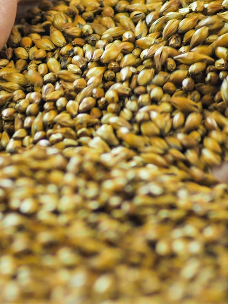 Hands mixing caramelized malt for whiskey production.