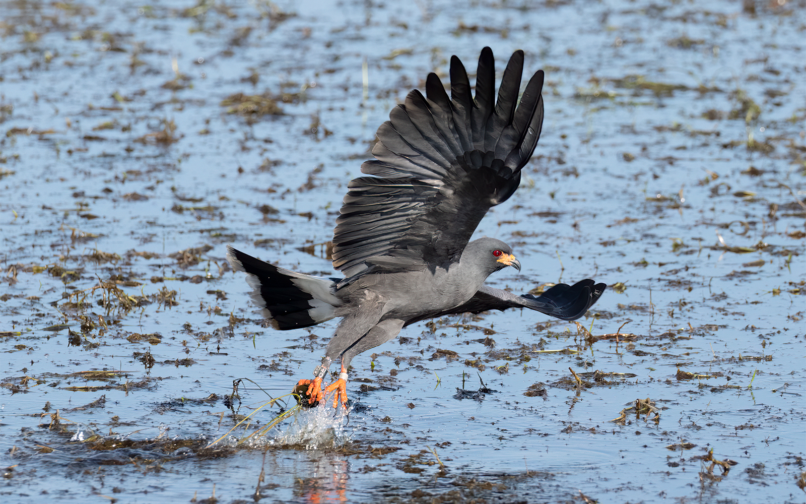 Male Everglades Snail Kite capturing a snail in the Everglades, Florida swamp.