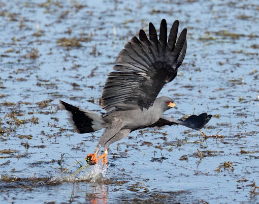 Male Everglades Snail Kite capturing a snail in the Everglades, Florida swamp.