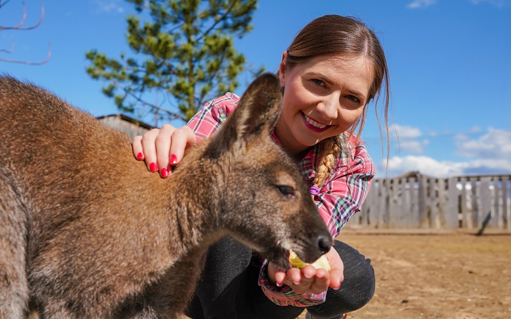 Young woman feeding a kangaroo fruit from her hand in an outdoor setting.