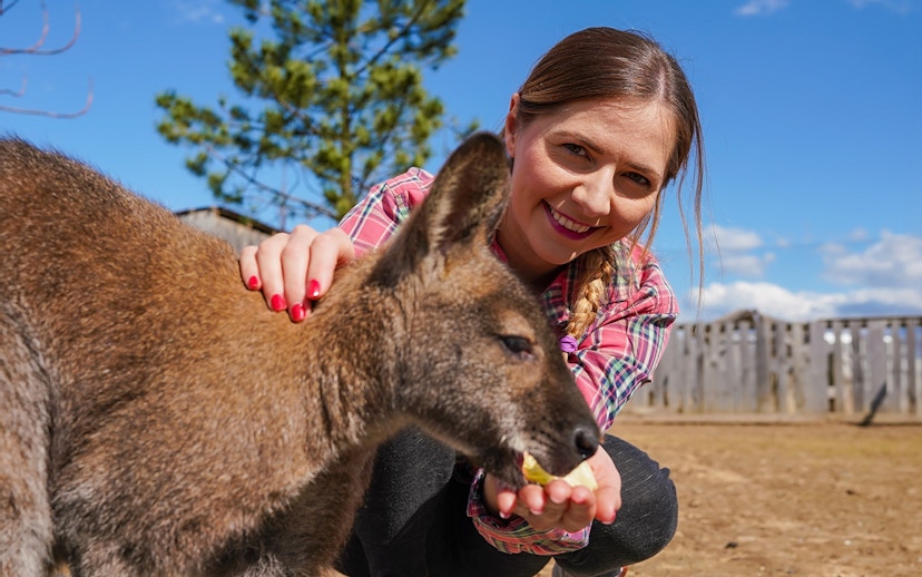 Young woman feeding a kangaroo fruit from her hand in an outdoor setting.