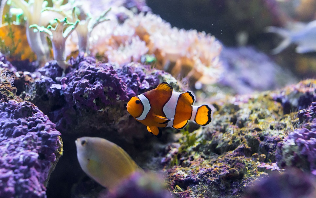 Clownfish swimming among coral at SeaLife Bangkok.