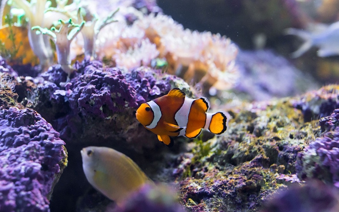 Clownfish swimming among coral at SeaLife Bangkok.