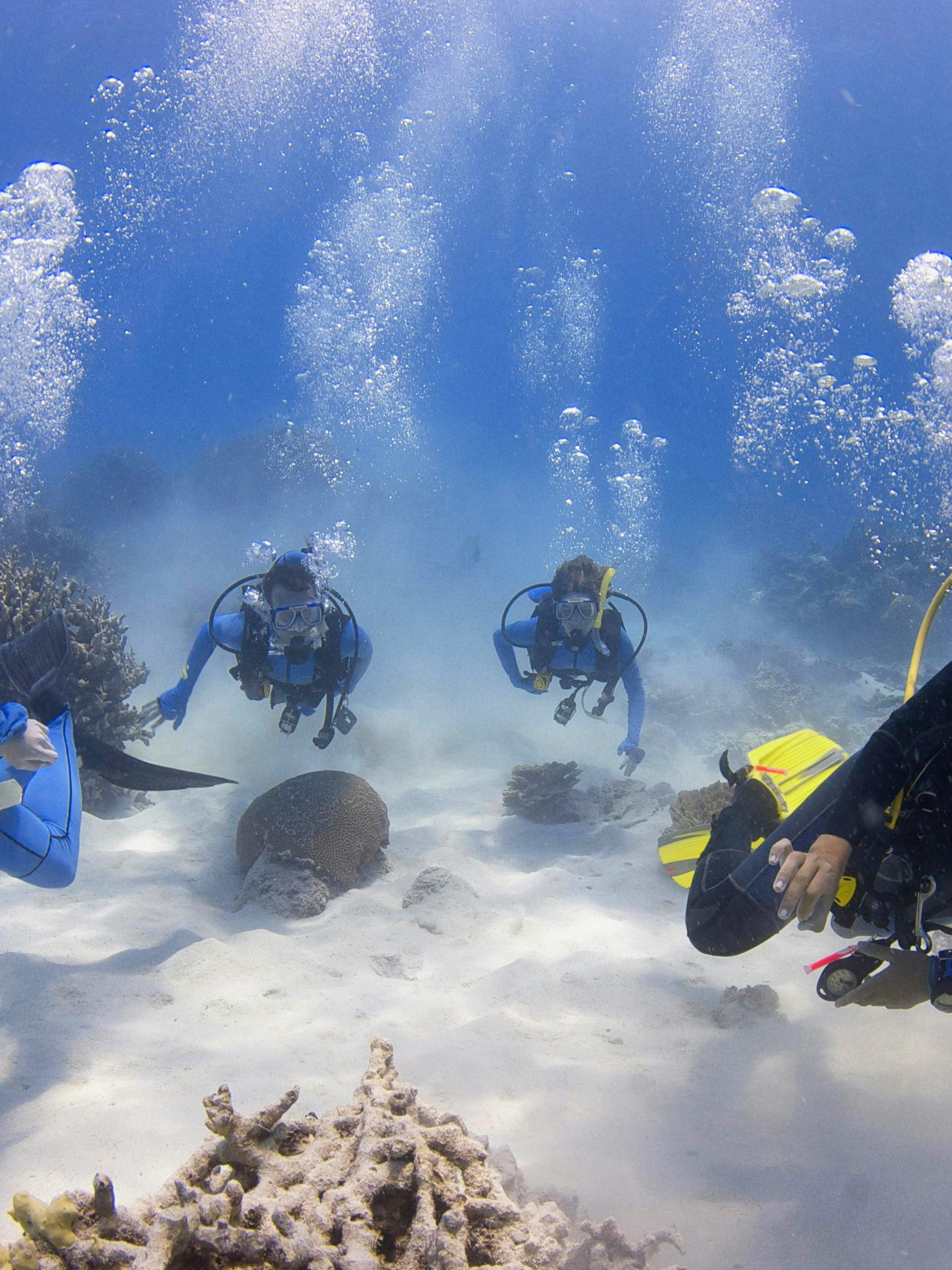 Divers exploring coral reefs during a PADI course at the Great Barrier Reef.