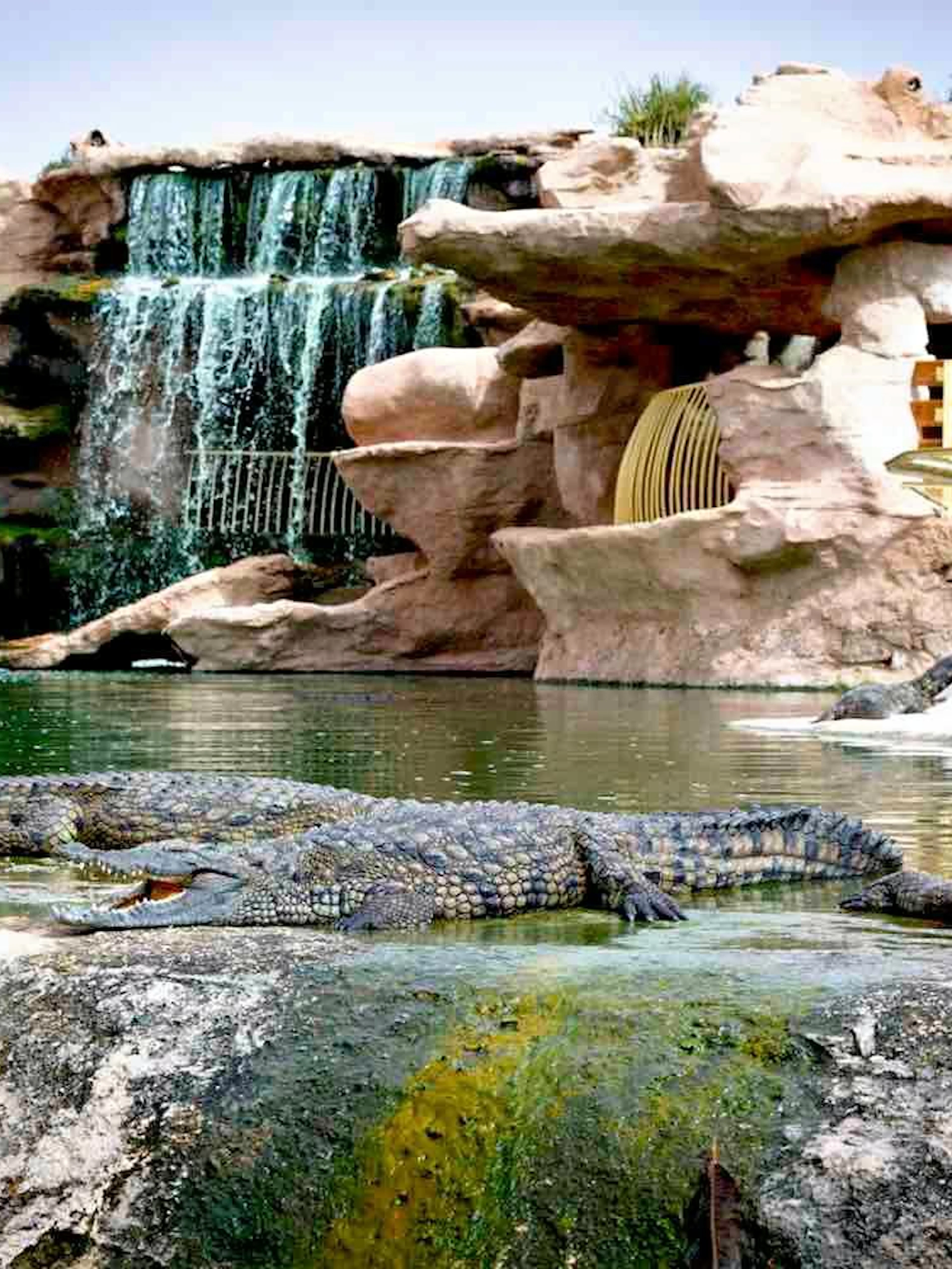 Crocodiles resting by a waterfall at Agadir Crocoparc, Morocco.