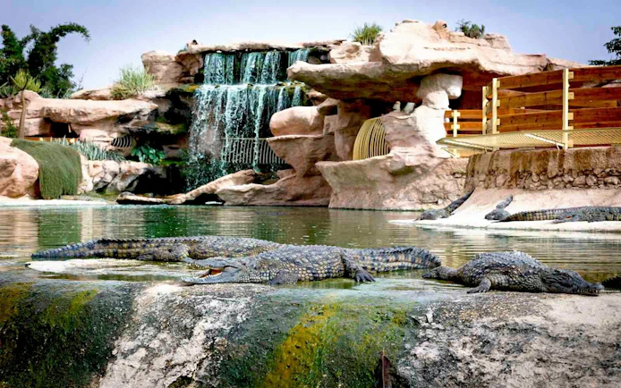 Crocodiles resting by a waterfall at Agadir Crocoparc, Morocco.