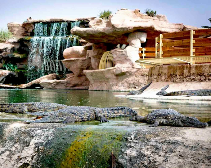 Agadir Crocoparc Tickets with Round-Trip Hotel Transfers