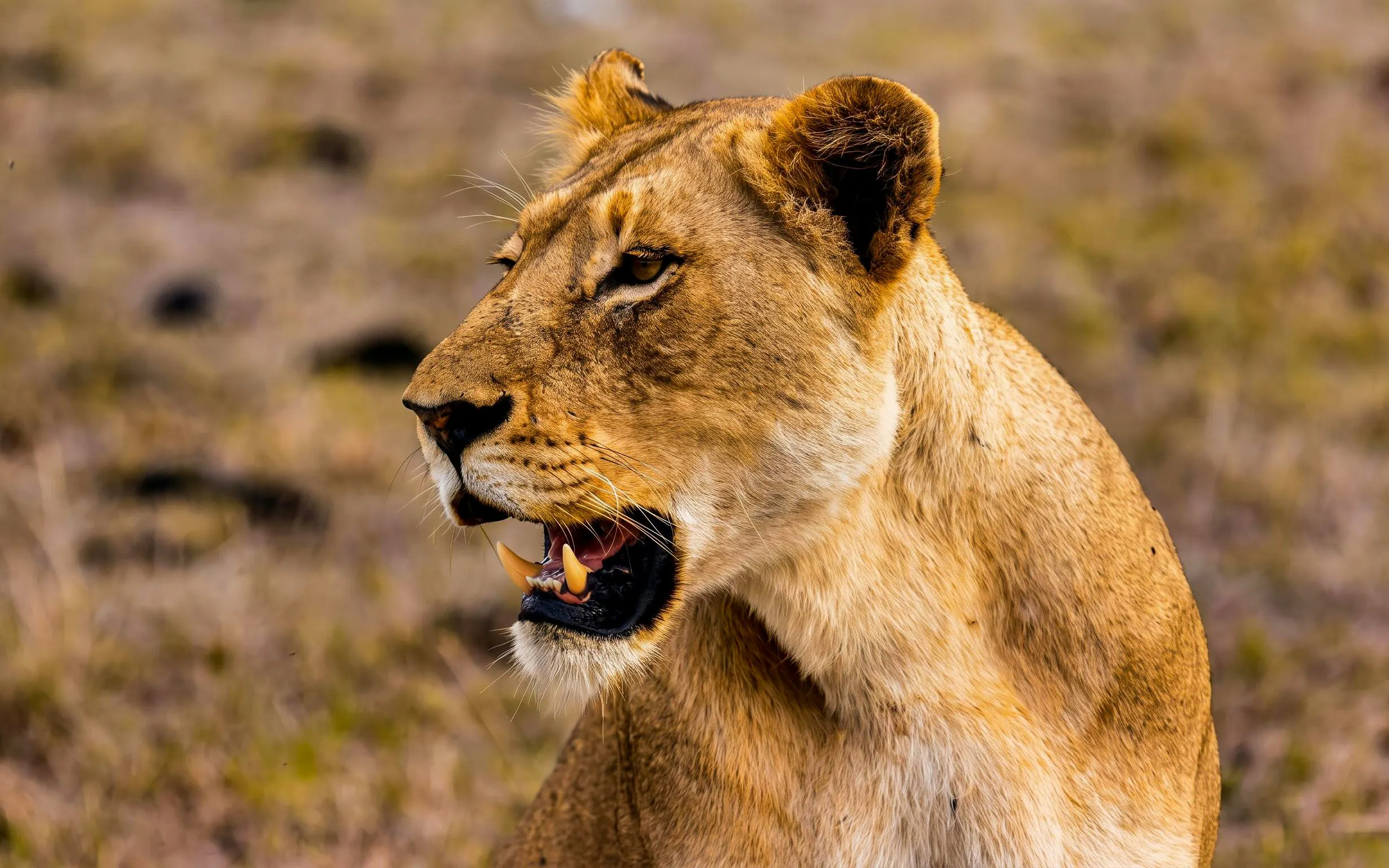 Lioness in Maasai Mara Safari, Kenya.