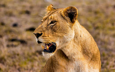 Lioness in Maasai Mara Safari, Kenya.