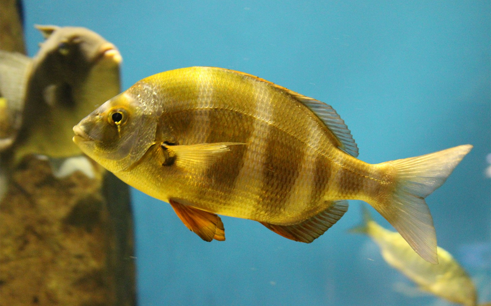 Habitat: Straits of Gibraltar