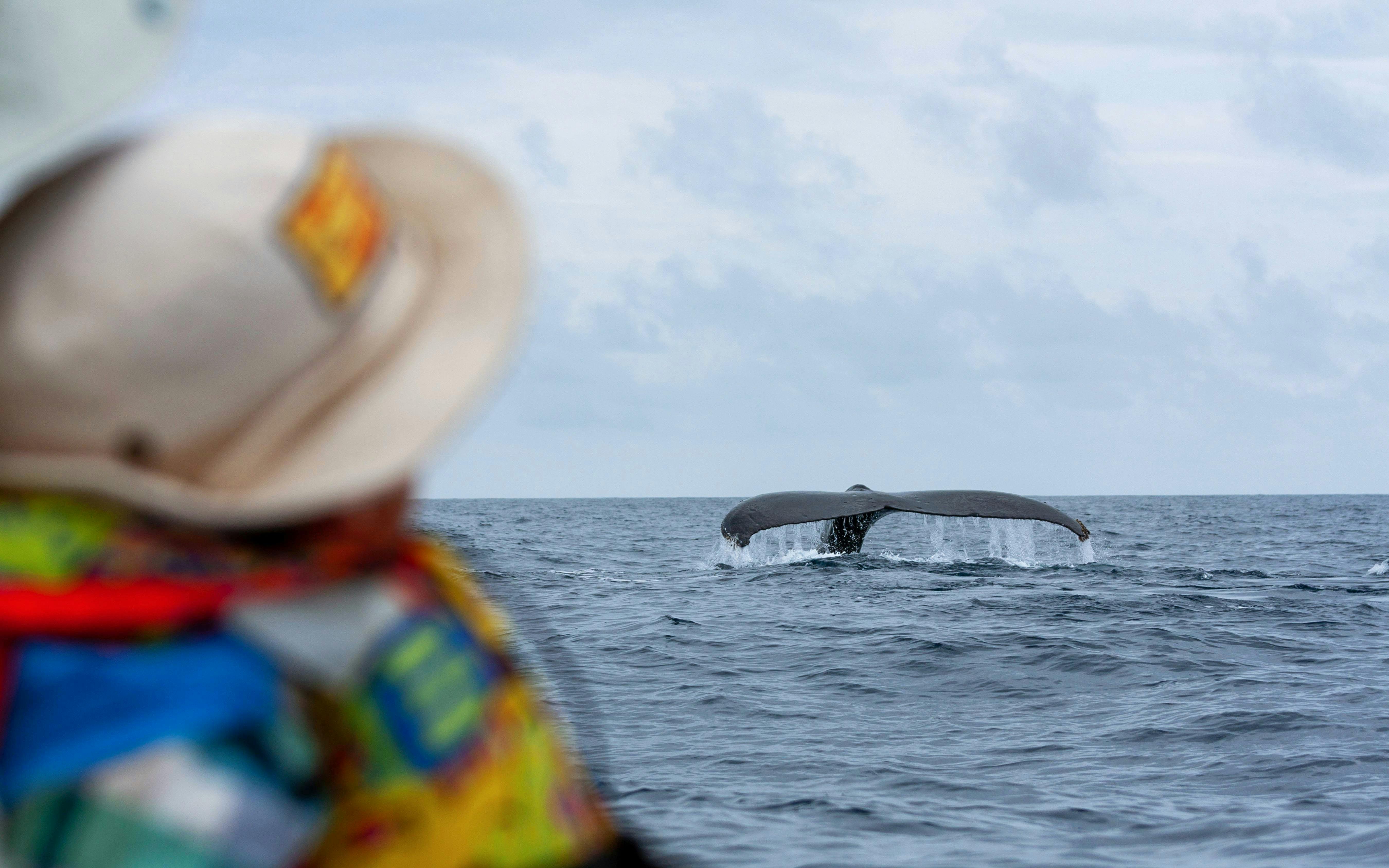 Whale tail emerging from ocean near Iceland with tourists observing.