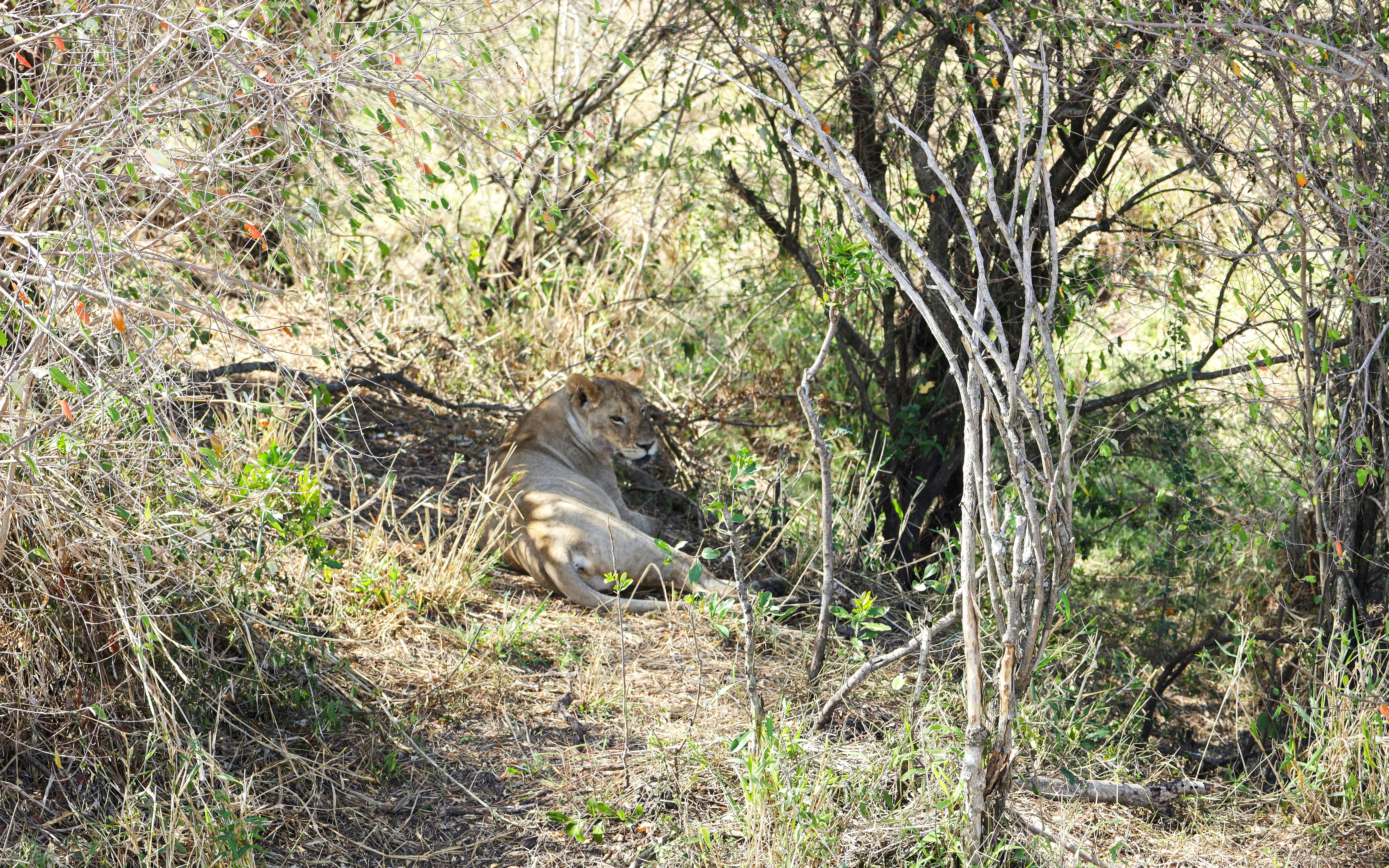 Lion resting under a tree in Masai Mara Safari.