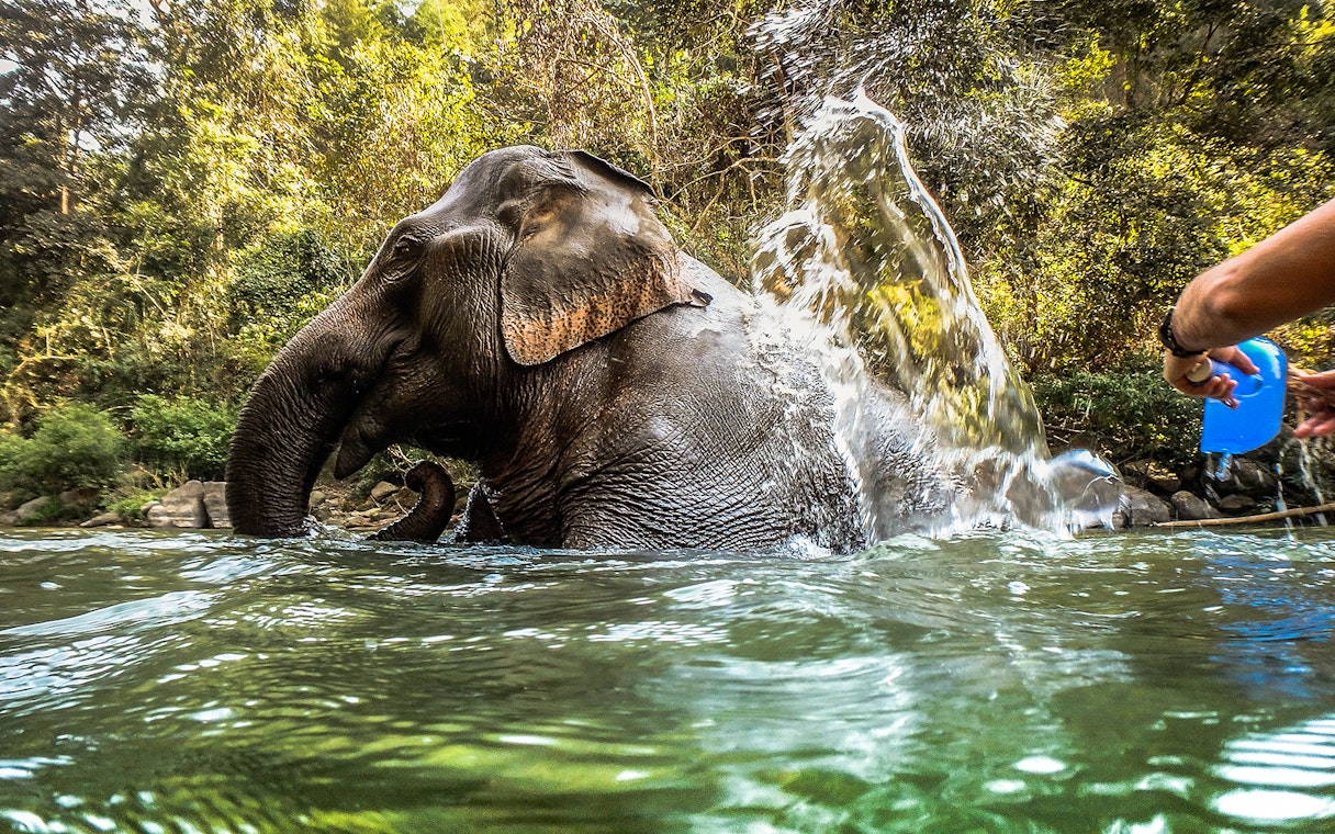 Bathing elephant in river at Krabi Elephant Shelter, Thailand.